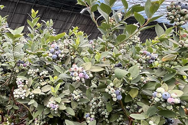 首页| G22恒峰集团中国官方网站